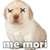 PERRITO PACK 5 24