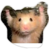 hamster 5