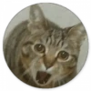 Реакции кошки 5