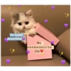 Tu tod@
preciosx
Mi
corazoncito
bb