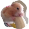 hamster 6
