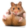 hamster 7