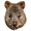 Quokkas, os animais mais felizes do mundo 5