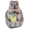 Quokkas, os animais mais felizes do mundo 6