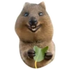 Quokkas, os animais mais felizes do mundo 7
