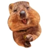 Quokkas, os animais mais felizes do mundo 8