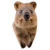 Quokkas, os animais mais felizes do mundo 9