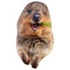 Quokkas, os animais mais felizes do mundo 10
