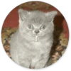 Реакции кошки 10