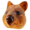 Quokkas, os animais mais felizes do mundo 11
