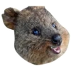 Quokkas, os animais mais felizes do mundo 12