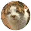 Реакции кошки 11