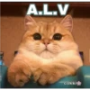 A.L.V
cokki