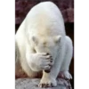 Facepalm 19