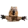 Quokkas, os animais mais felizes do mundo 13