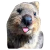 Quokkas, os animais mais felizes do mundo 14