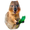 Quokkas, os animais mais felizes do mundo 15