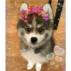 cokki