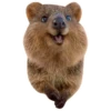 Quokkas, os animais mais felizes do mundo 16