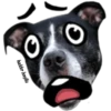 MASCOTAS MSG 13