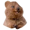 Quokkas, os animais mais felizes do mundo 17