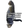 Yo Viendo Como... 16