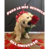 MÁS HERMOSA
PARA LA MÁS
DEL UNIVERSO
СОККІ