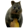 Quokkas, os animais mais felizes do mundo 18
