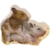 hamster 11