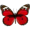 Borboletas 22