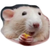 hamster 13