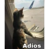 cokki
Adios