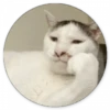Реакции кошки 15