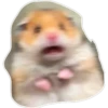 hamster 14