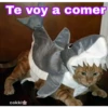 Te voy a comer
cokki