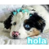 cokki
a hola
