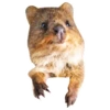Quokkas, os animais mais felizes do mundo 20