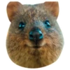 Quokkas, os animais mais felizes do mundo 22