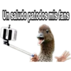 ¿Dónde están los pájaros? 6