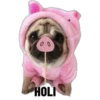 00
HOLI