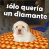 PERRITO PACK 14 7