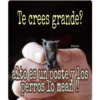 Te crees grande?
itisa
alto es un poste y los
perros lo mean!!
