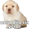 PERRITO PACK 6 9