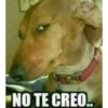 respuestas con memes 4 13
