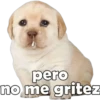 PERRITO PACK 14 9