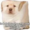 PERRITO PACK 6 12