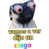 iguana y perro 9