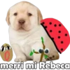 PERRITO PACK 6 13