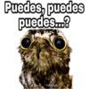 ¿Dónde están los pájaros? 16