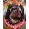 Tantoxica
itisa
caldo de
como
emurcielago